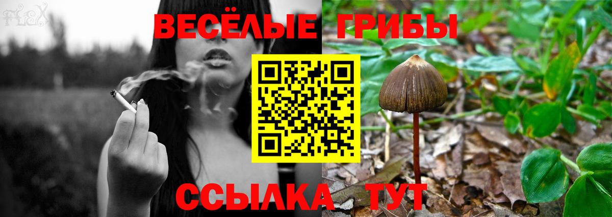 Псилоцибиновые грибы Cubensis Азнакаево